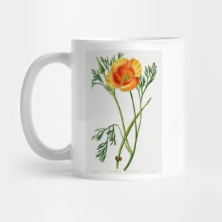 California poppy - Botanical Illustration Mug